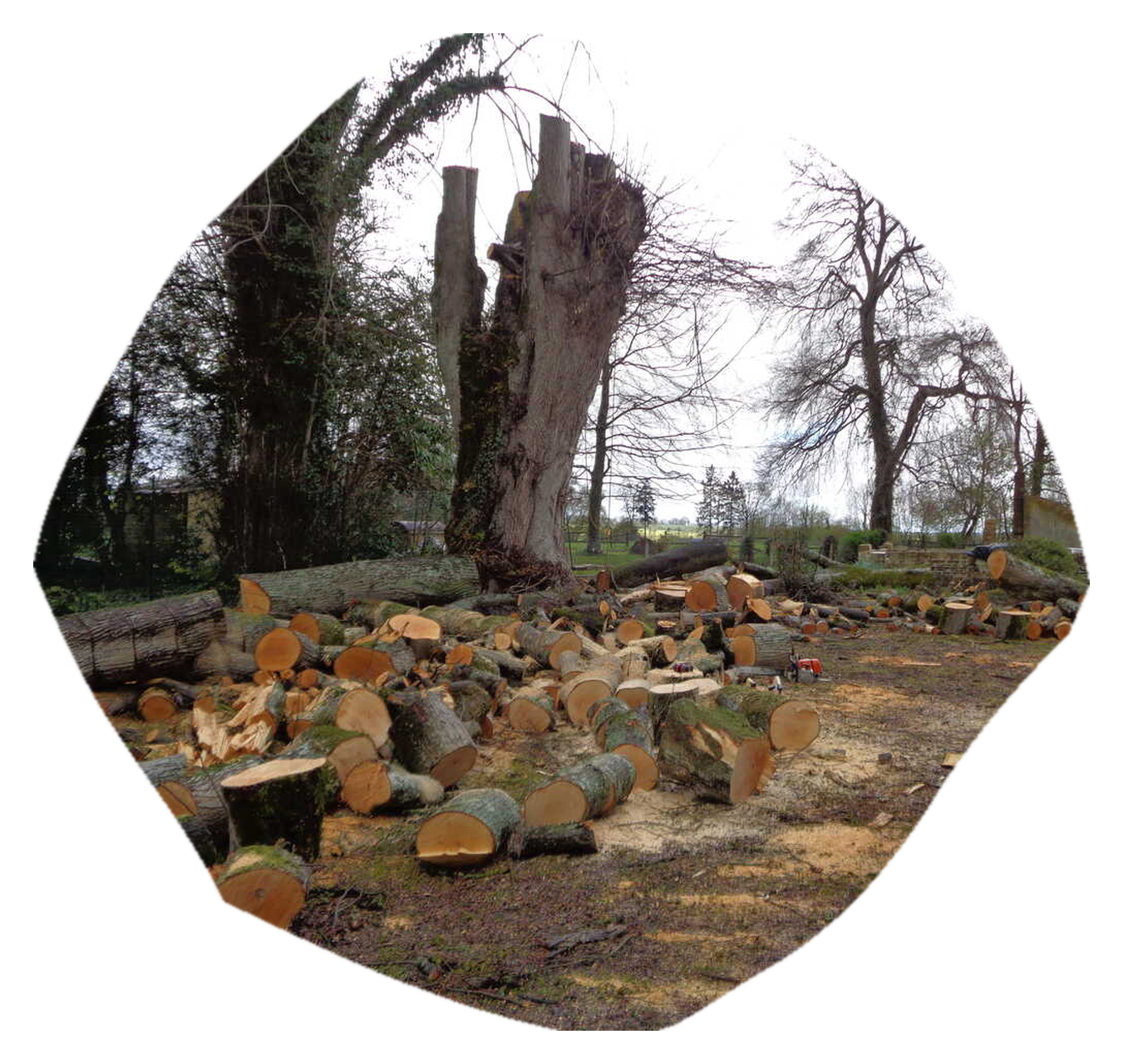 elagage_effet_forme